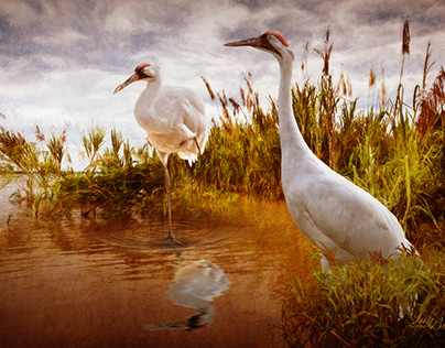 WHOOPING CRANES