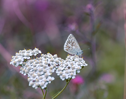 Common Blue and Yarrow