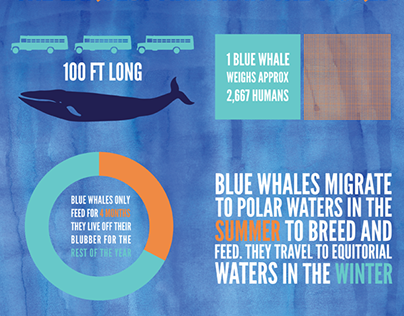 Blue Whale [infographic]