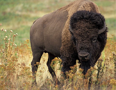Wild Bison standing on a field.