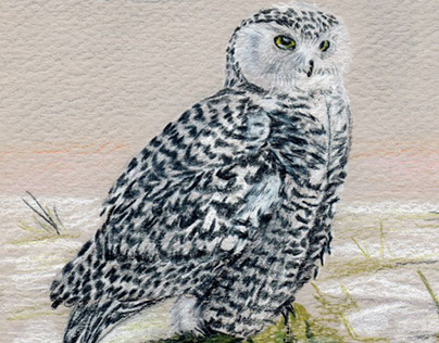 Snowy Owl Pastel Pencils on Card