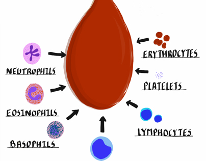 Infographic-Human whole blood cells.
