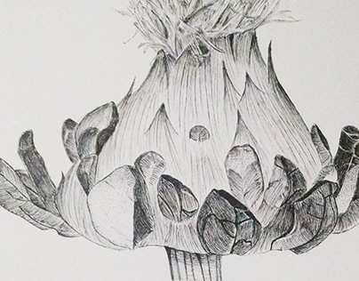 Dandelion Life Drawing