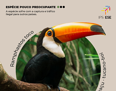 Infográfico - Fauna Brasileira