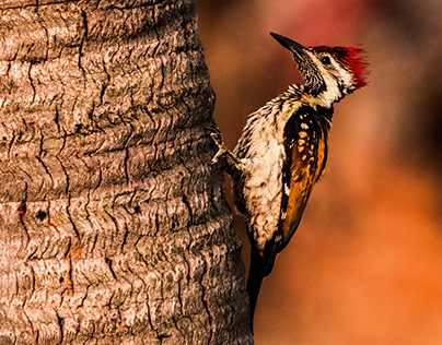 Greater Flameback Woodpecker - Bird photography 📸