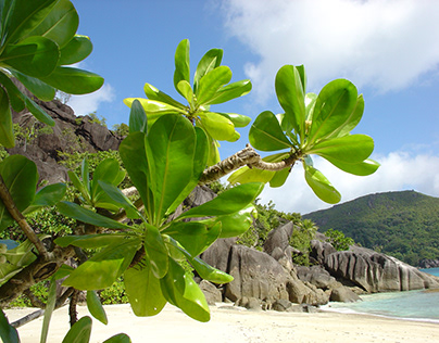 Free Seychelles Flora Stock Photo