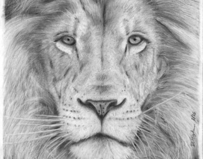 A Pencil Drawing of a Lion