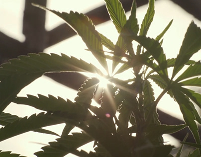 Cannabis Medicinal - Documental