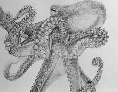 Octopus - Pencil illustration