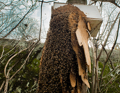 Capital Area Beekeepers Association - Newsletters