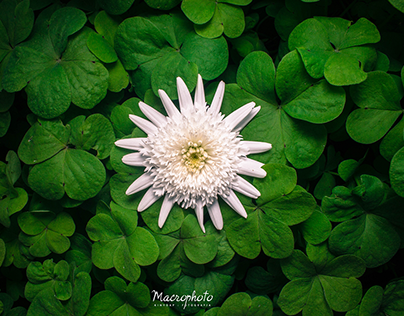 Macrofotograía / Flores