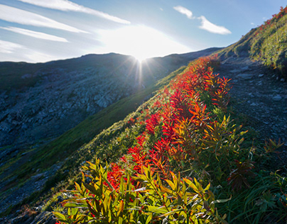 Fireweed and Exit Glacier