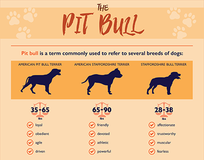 Pit Bull Infographic