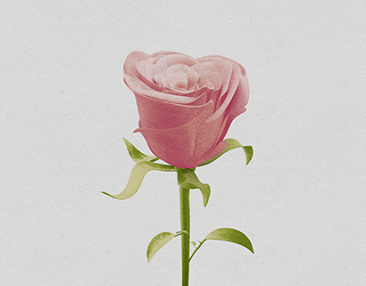 Watercolor Rose - Material Technique