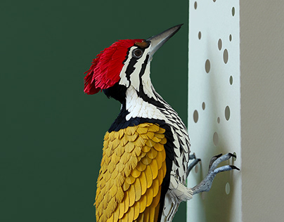 Common goldenback woodpecker