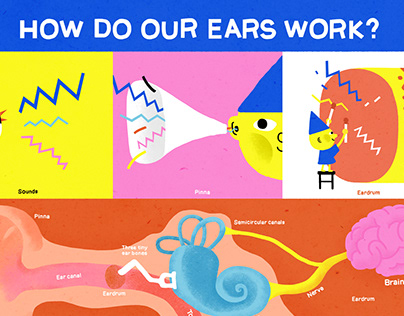 How do our ears work?
