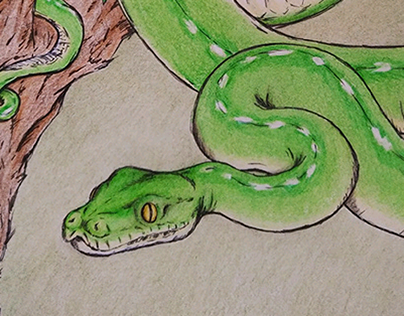 Green Tree Python (Color)