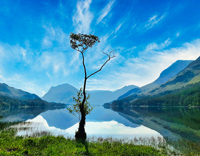 The Lone Tree at Buttermere Cumbria.