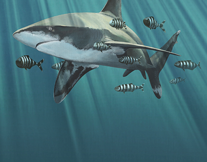 Sharks – The perfect Predators