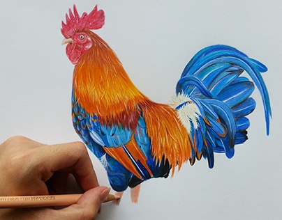 Rooster - Coloured Pencil