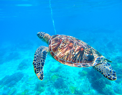 Green Sea Turtle Underwater Photography