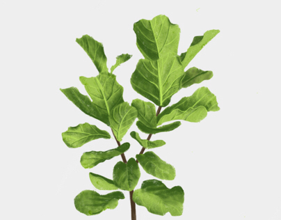 Fiddle Leaf Fig Tree