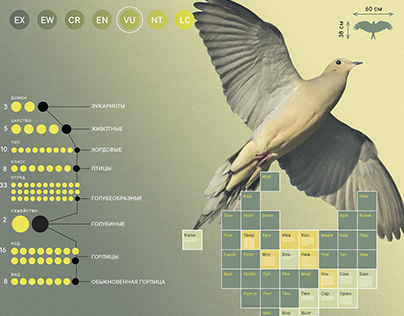 Инфографика для музея птиц национального парка «Мещёра»
