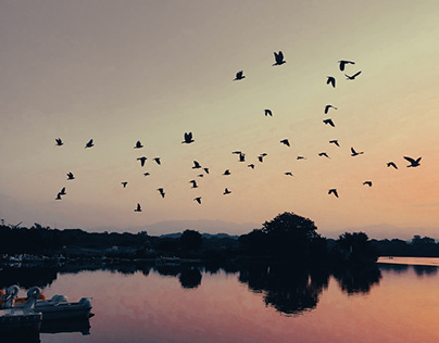 Wings of Dawn Majestic Birds Soaring Over Sukhna Lake2