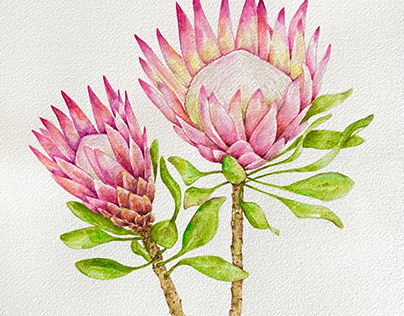 Light pink king Protea. Watercolor painting