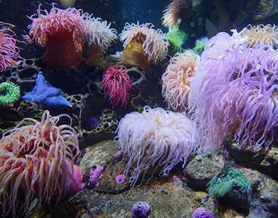 Anemones saltwater aquarium supplier
