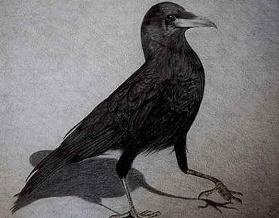隆 鈴木  Pencil drawing bird  Crow