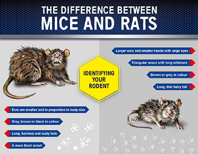 Rodent Infographic