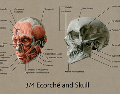 Ecorche and Skull Study