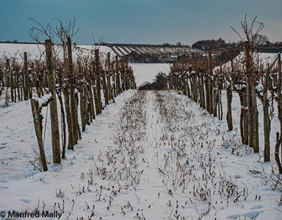 Weinberge im Winter--vineyards in winter
