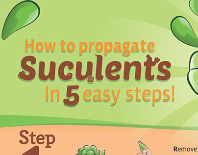 How to propagate succulents infographic