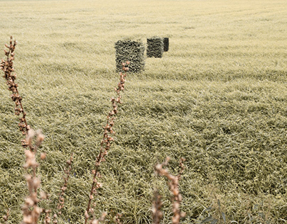 Tuned Landscapes 5, the Hedges