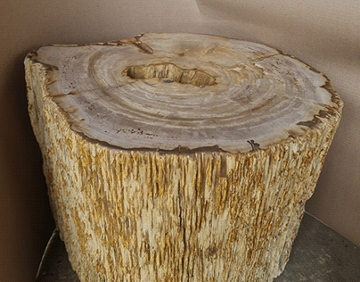 Bark Edged Petrified Wood