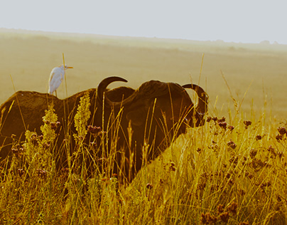 African Buffalo in the mist