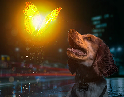 The magestic butterfly and the dog