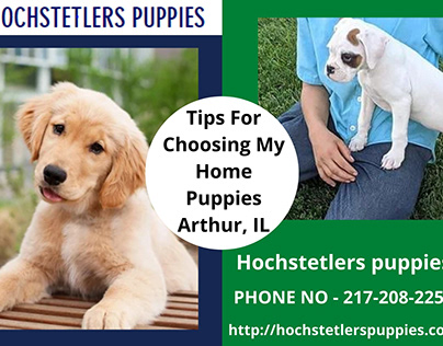 Tips For Choosing My Home Puppies Arthur, IL
