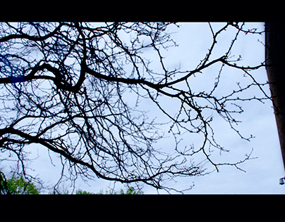 Monochrome Branches Film