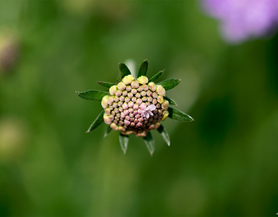 Scabiosa Bud and Flower