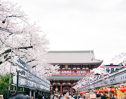 Sakura in TOKYO,April,2024