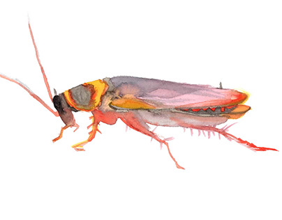 Watercolor insects