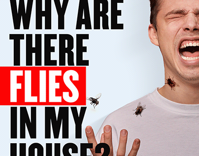 Why are there flies in my house?