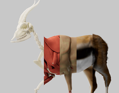 Project thumbnail - Creature : Thomson's Gazelle