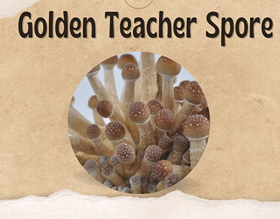 Golden Teacher Spore | Mushrooms Home