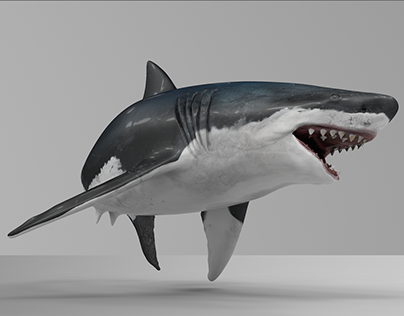 White Shark Rigged 3D Model
