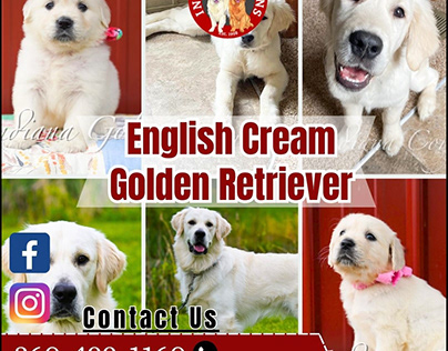 Properly Trained & Incredible English Golden Retriever