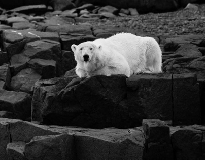 Whatcha looking at? (Polar Bear in Svalbard)